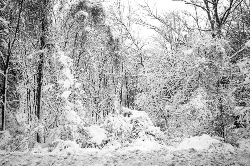 冬季树在白天暴风雨之后冬树在暴风雨之后下着大雪市郊景观图片