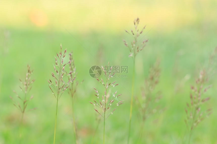 盛开的秋季野菊花图片