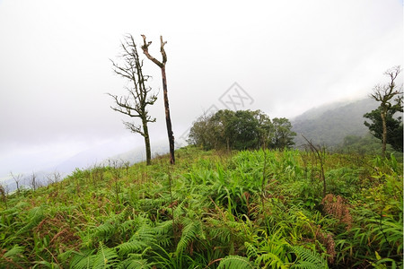 户外泰国热带雨林植物的美丽景色塔里亚热带雨林昆士兰郁葱图片