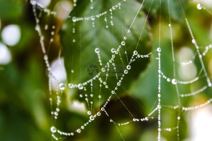 场地闪耀绿叶背景上有水滴的蜘蛛网绿叶背景上有水滴的蜘蛛网特写户外图片
