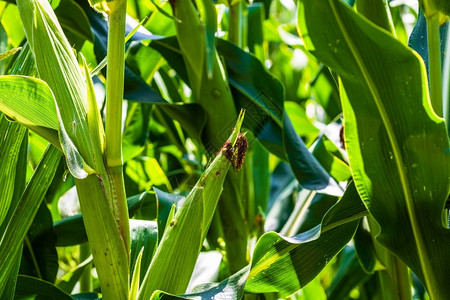 绿玉米种植场的阳光照亮农业田地绿色玉米的详细节太阳农田蔬菜图片