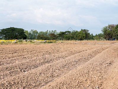 乡村的用于准备在泰国农村场种植花朵的干燥土壤草原收成环境畦高清图片素材
