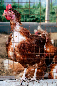 谷仓鸡肉在泰国传统免费牧场家禽养殖的画面乡村农场图片