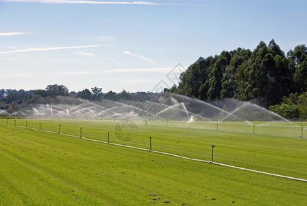 澳大利亚新南威尔士Windsor附近的一个地盘农场灌溉草皮喷涂温莎图片