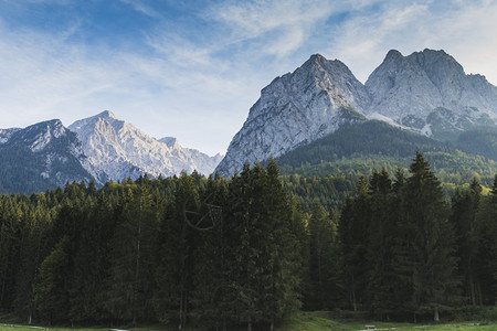 户外牛绿色德国欧洲的巴伐利亚阿尔卑斯山图片