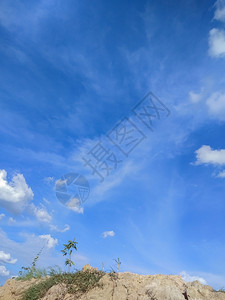 低角度的天空和树木低植物阳光图片