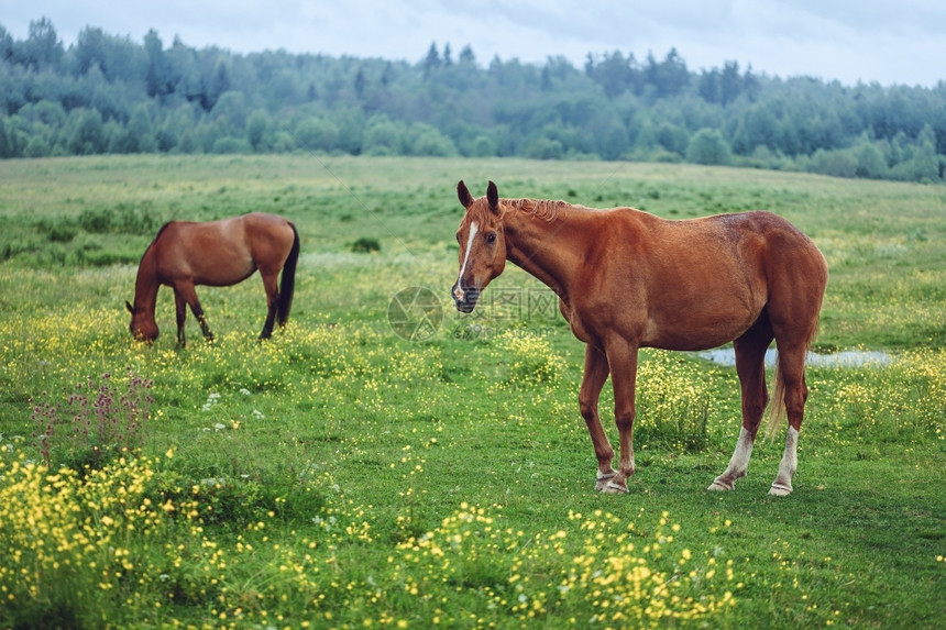 夏天自由两匹马在野外放牧母图片