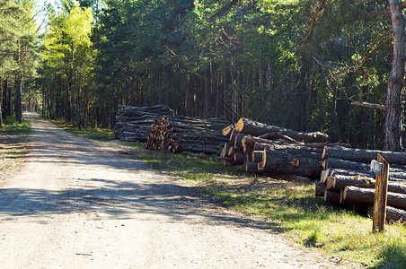 木材原森林树砍伐森林的树木棍棒堆成一的原木以便从森林中移除农业环境移动高清图片素材