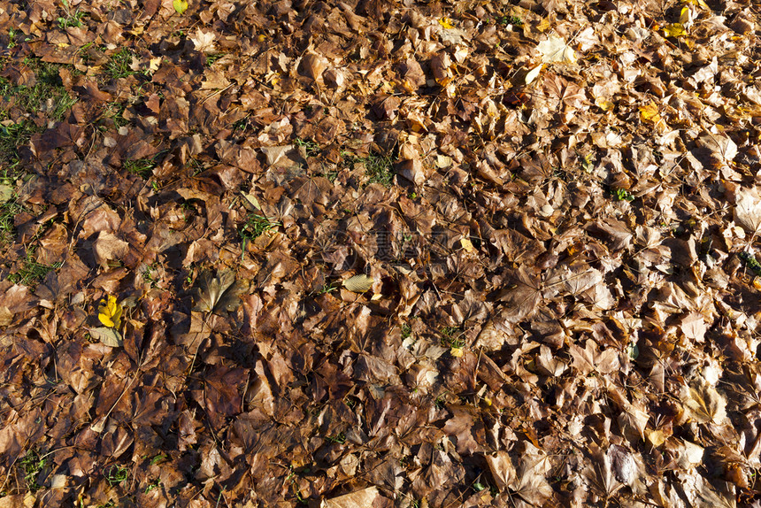 地上秋天中或末端的棕色腐烂树叶天气湿的花园图片