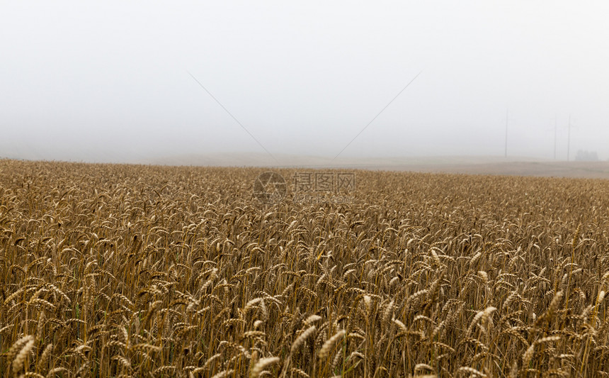 生长景观大雾天气夏日风景的里普黑麦田夏天的薄雾成熟黑麦早晨图片