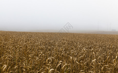 生长景观大雾天气夏日风景的里普黑麦田夏天的薄雾成熟黑麦早晨图片