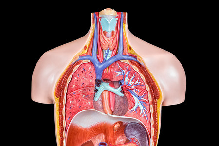 廉以养德以黑背景隔离肺部和喉咙的模拟人体内部身模型黑色的里面德尔登设计图片