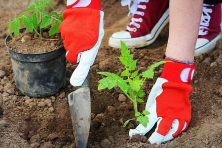 土壤女农正在种番茄苗春天在地里种秧女农在番茄幼苗春天在地里种秧植活动图片