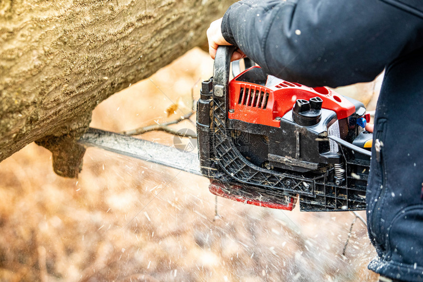 伐木工人使用气力链锯木砍树用气力链锯木砍树切割并关闭油力链锯木一种燃气动力体图片