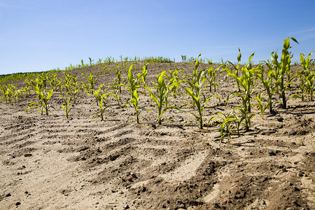 晴天黑麦在一个农耕田地夏季的沙土上种植青绿玉米甜以换取粮食在沙地上种植绿色玉米碎石背景图片