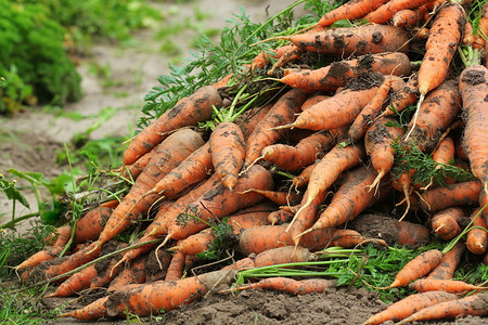 蔬菜花园里新鲜的熟橙红胡萝卜健康素食栽培夏天绿色高清图片素材