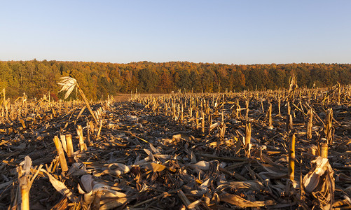 行业秋天食物收割后玉米田秋季日落时玉米中图片