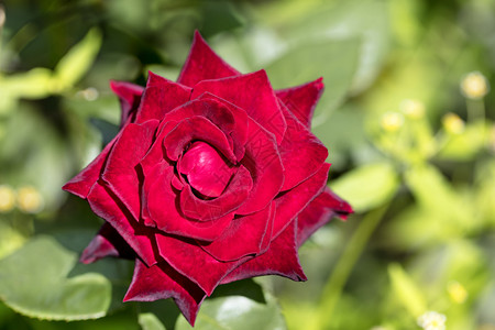 植物学在绿色背景的一朵盛开鲜红玫瑰花在绿色背景的鲜红玫瑰花园晴天香气高清图片素材