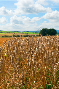 谷物土地壤农村景观收获的农业田地和蓝天上的小麦图片