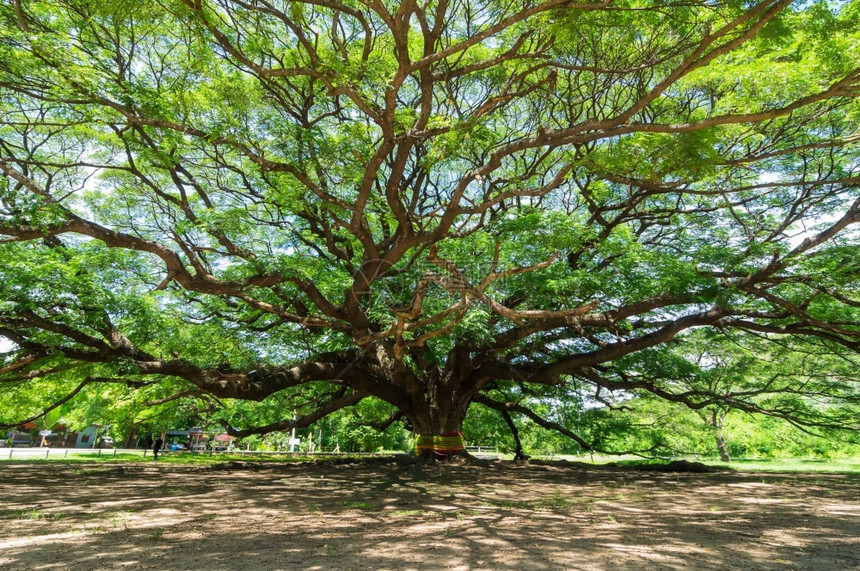 晴天老的大树数百年历史是惊人美丽自然坎查那毛里塔伊兰大树分支图片
