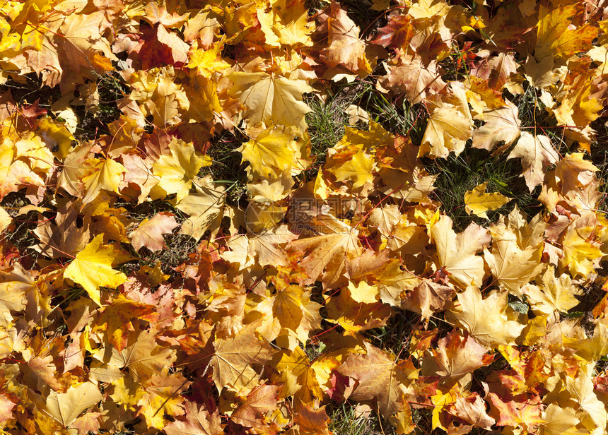 草地上堆积的秋叶图片