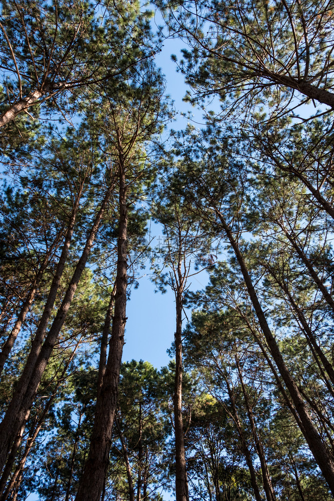 风景优美公园中松林的高角视图有清晰的圆形天空旅行叶子图片