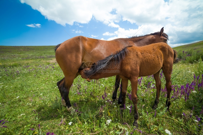 吉尔斯坦哺乳动物在草原上喂养野马美丽的图片