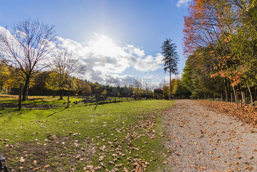 公园风景在绿草地中间的一棵树蓝天空背景环境图片