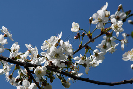 绿色树白樱花与蓝天对立浅露DOF白色的图片