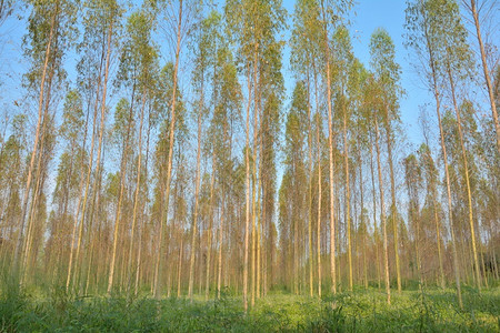 竹林里的针叶树图片