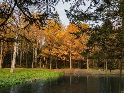 秋季公园的河岸穿过树林图片
