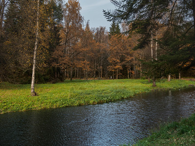 公园的河岸穿过树林图片