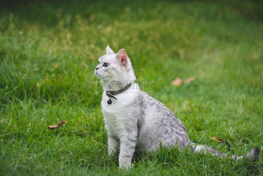 坐在绿草地上的猫咪图片