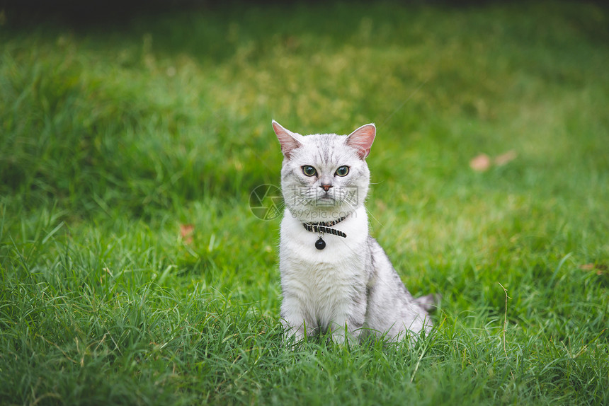 绿草地上的银渐层猫图片