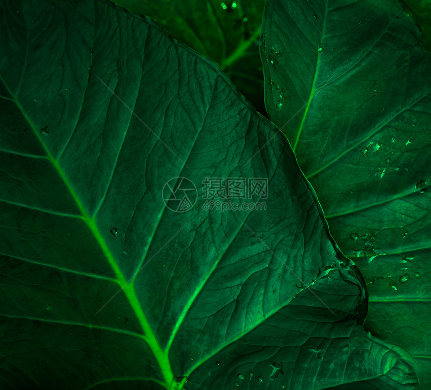 夏天绿叶纹理背景最起码模式的绿叶质料背景深底绿色壁纸植物园的热带森林中绿树叶在深底色壁纸植物园地上雨降低图片