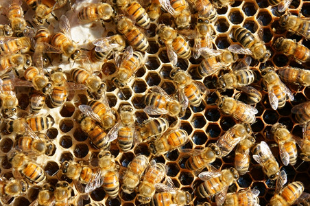 树景观荒野越南养蜂农业蜜蜂罐达拉特丛林蜜蜂群是营养饮食蜂在巢工作图片