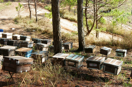 药物蜂窝越南养农业蜜蜂罐达拉特丛林蜜蜂群是营养饮食蜂在巢工作夏天图片