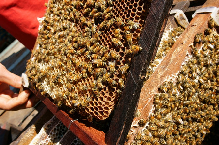 越南养蜂农业蜜蜂罐达拉特丛林蜜蜂群是营养饮食蜂在巢工作夏天细胞越南的图片