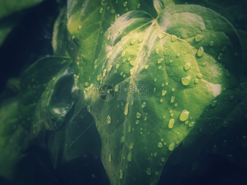 干净的植物学近距离观察绿树叶和一些水滴季节概念雨和露图片