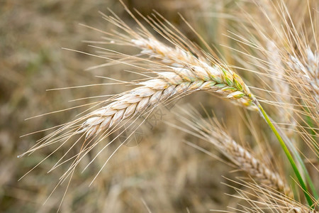 田间小麦的金耳朵草地小麦成熟耳朵的背景丰收概念果实获场景观乡村的图片