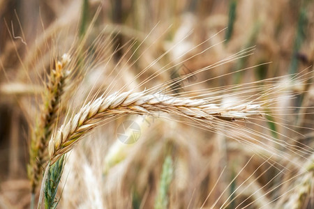 健康粮食黑麦田间小的金耳朵草地小麦成熟耳朵的背景丰收概念果实获图片
