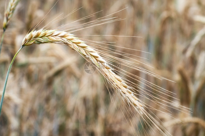 金的农业田间小麦金耳朵草地小麦成熟耳朵的背景丰收概念果实获场地图片