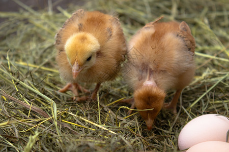母鸡黄在蛋附近的巢中在农业黄鸡在蛋附近的巢中在动物鸟图片