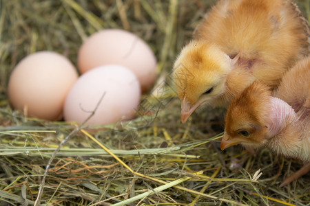 新的婴儿黄鸡在蛋附近的巢中在农业黄鸡在蛋附近的巢中在家禽图片