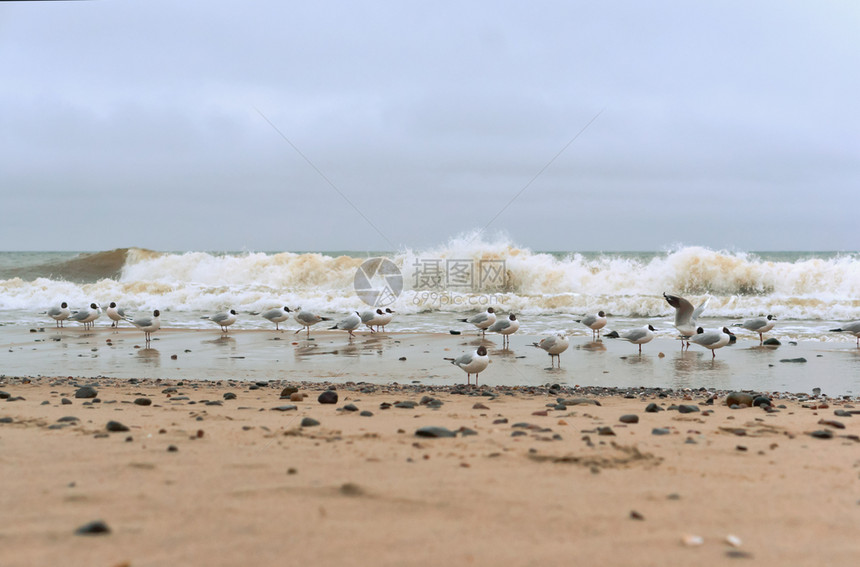 水平的海洋多云鸥滩上一群鸟海滩上的一群鸟多云海鸥荒野图片