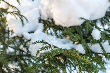 圣诞节户外毛皮树云杉枝与白雪冬季云杉树在霜冻中图片