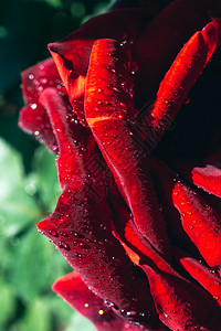 花束瓣上有滴水的美丽多彩玫瑰夏天美丽的图片