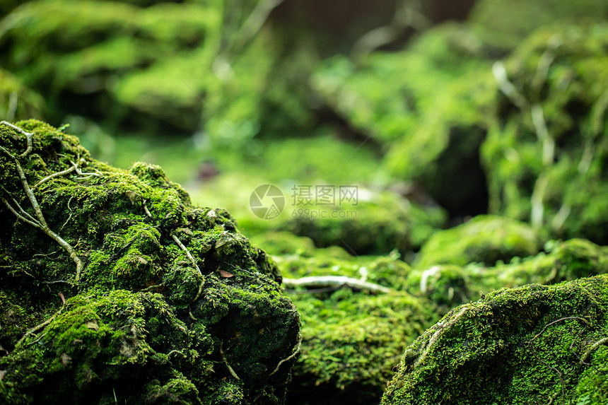 来自雨林的美丽绿苔草植物被藓图片