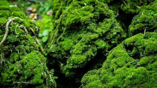 来自雨林的美丽绿苔草植物群结石荒野图片
