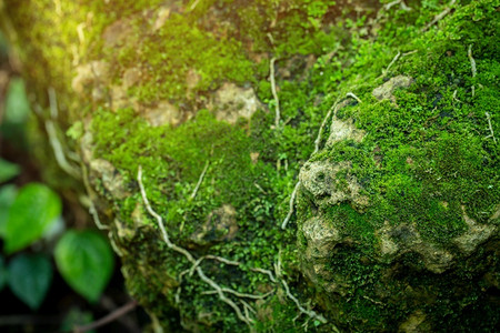 森林苔藓环境来自雨林的美丽绿苔草图片